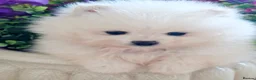 Pomeranian dogs for sale: White Pomeranian Males - Advert 6