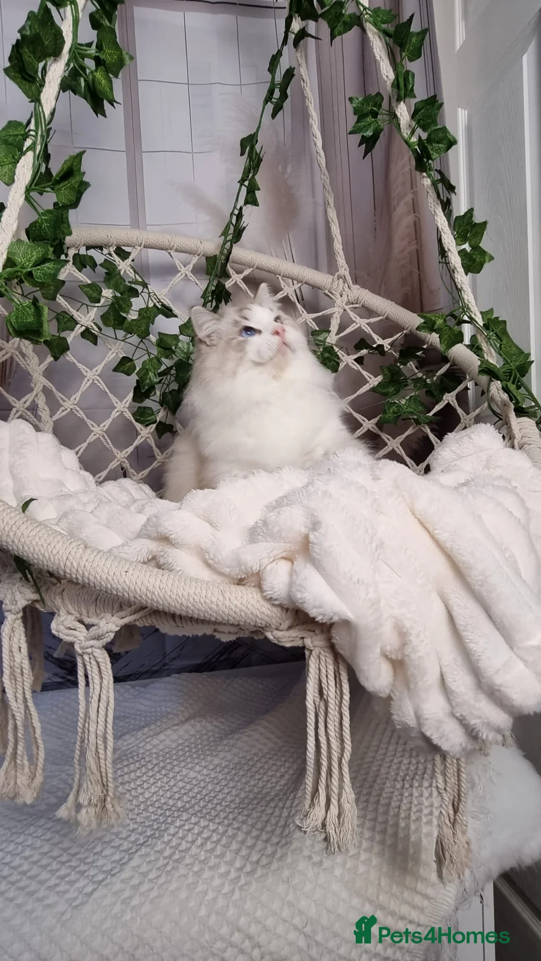 Ragdoll cats for sale: Exceptional Tica Registered Ragdoll Kittens - Advert 15