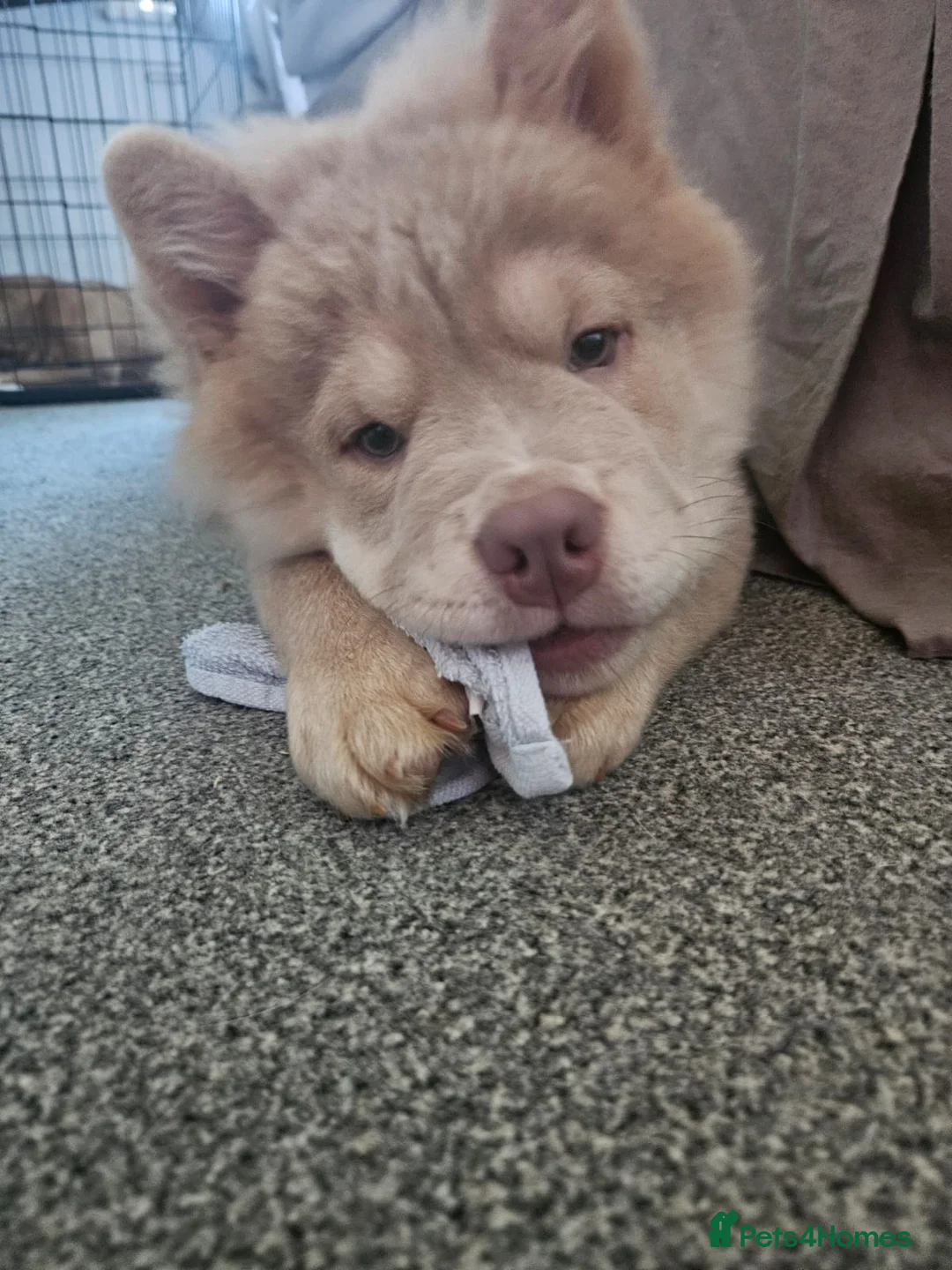 Chow Chow dogs for stud: 🌍 UKs first Lilac Panda Chow Chow Stud - KC - Advert 8