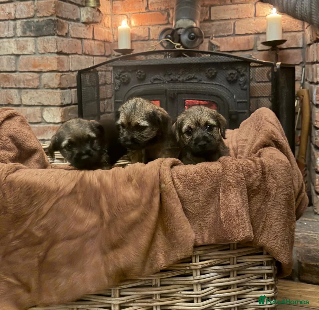 Border Terrier dogs for sale: Border Terrier puppy for new home - Advert 2