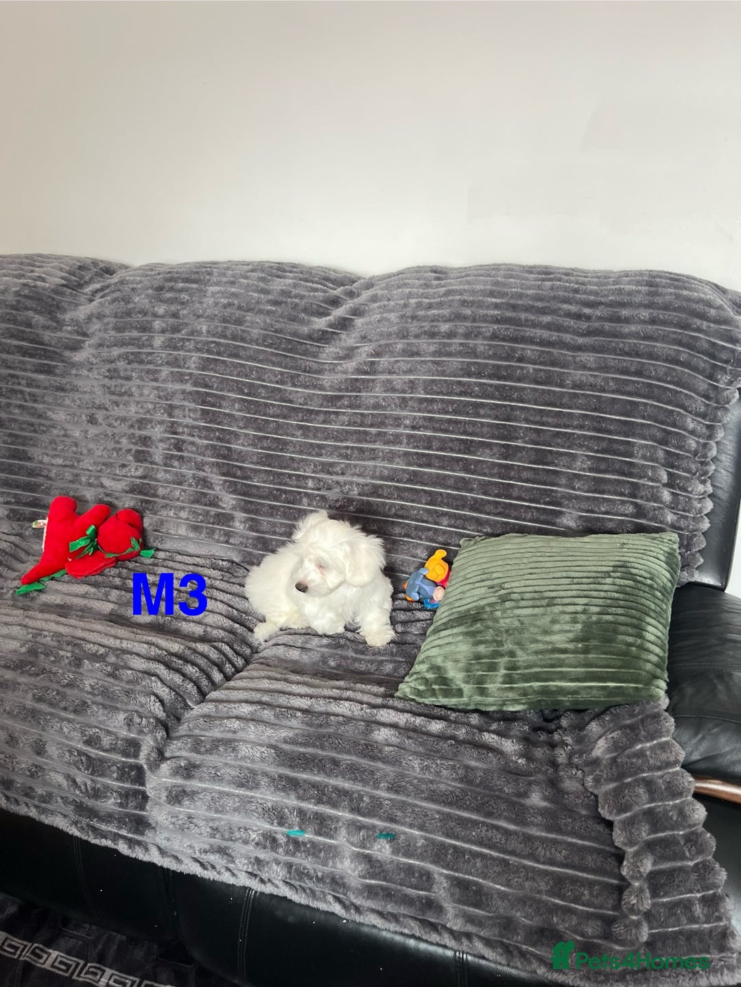 Maltese dogs for sale: Bichon puppies  in Coventry - Image 6