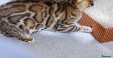 Bengal cats 🔥TICA Active IMPORTED ELITE BREEDING QUEEN🔥 - Advert 9
