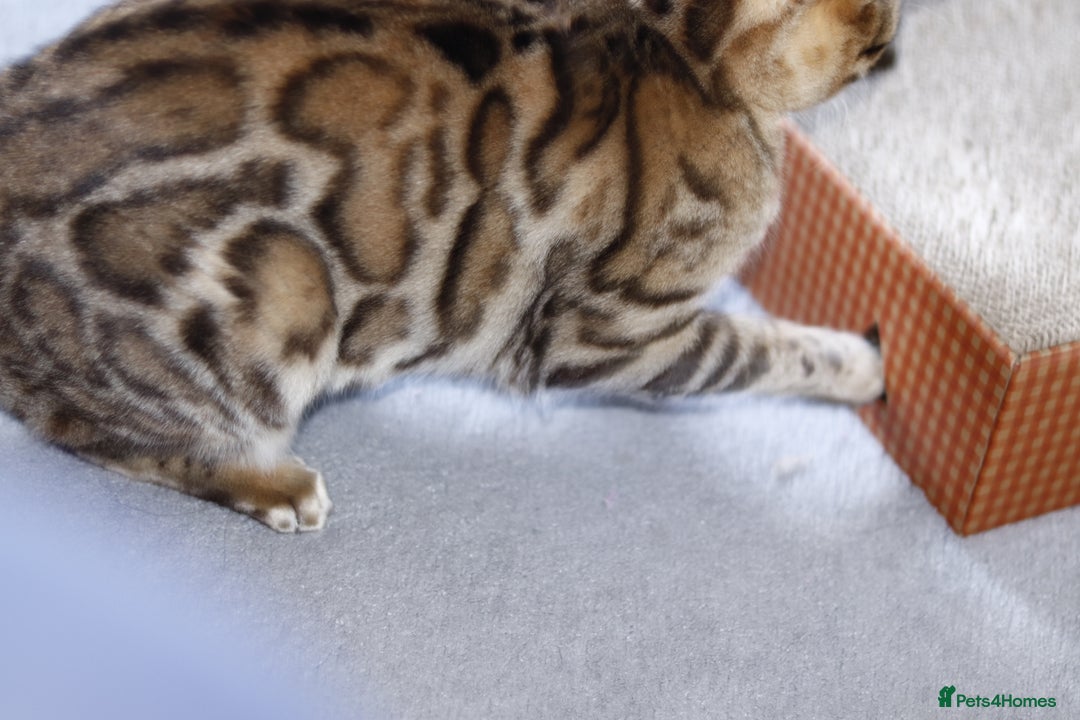 Bengal cats for sale: 🔥ELITE IMPORTED SEAL SEPIA BENGAL QUEEN ACTIVE⭐ - Advert 12
