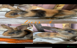 Mini Lion Lop rabbits for sale: mixed litter of mini lion lops - Image 13