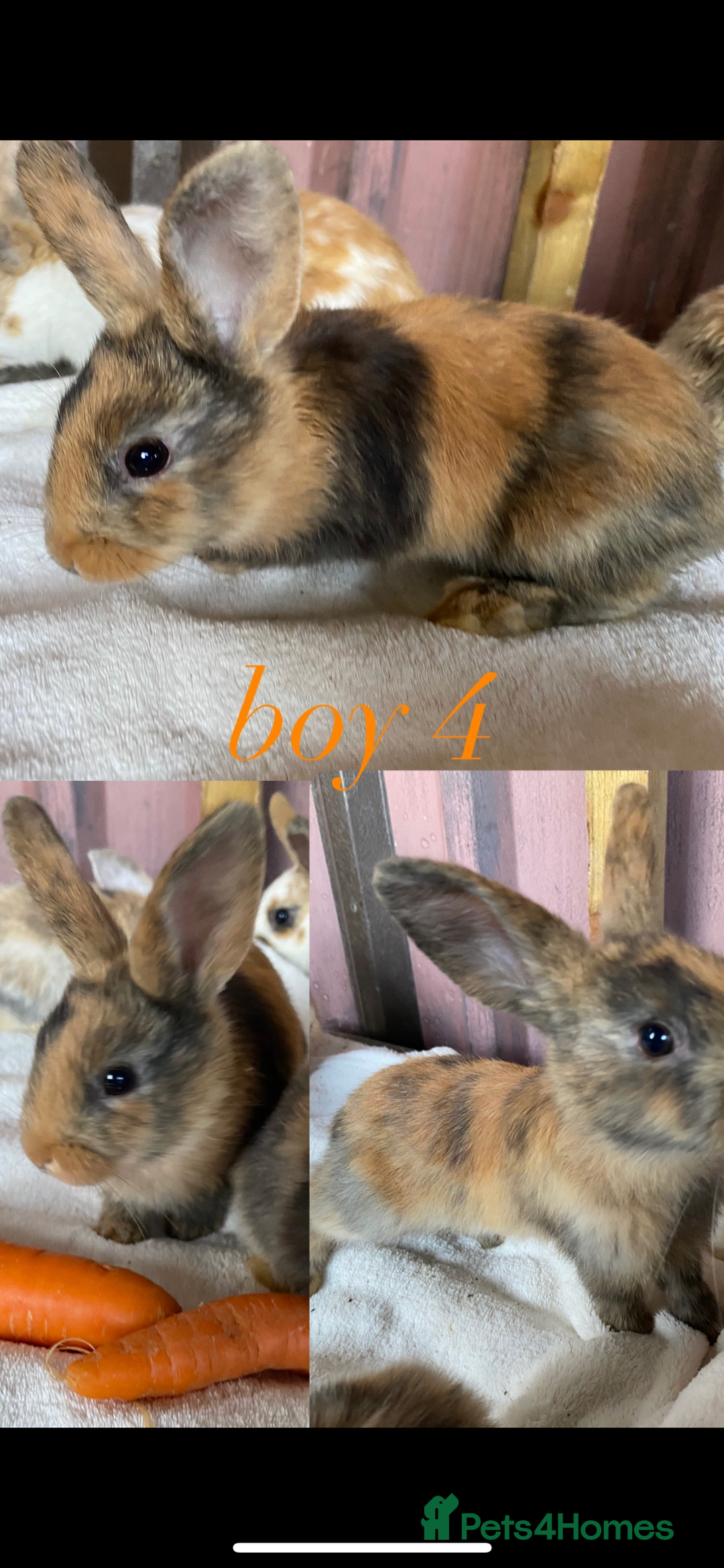 Mini Lion Lop rabbits for sale: mixed litter of mini lion lops - Image 13