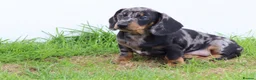 Dachshund dogs for sale: Miniature Dachshund puppies for sale - Advert 26