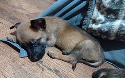 Belgian Shepherd Dog dogs for sale: Belgian malinois puppies for sale  - Image 2