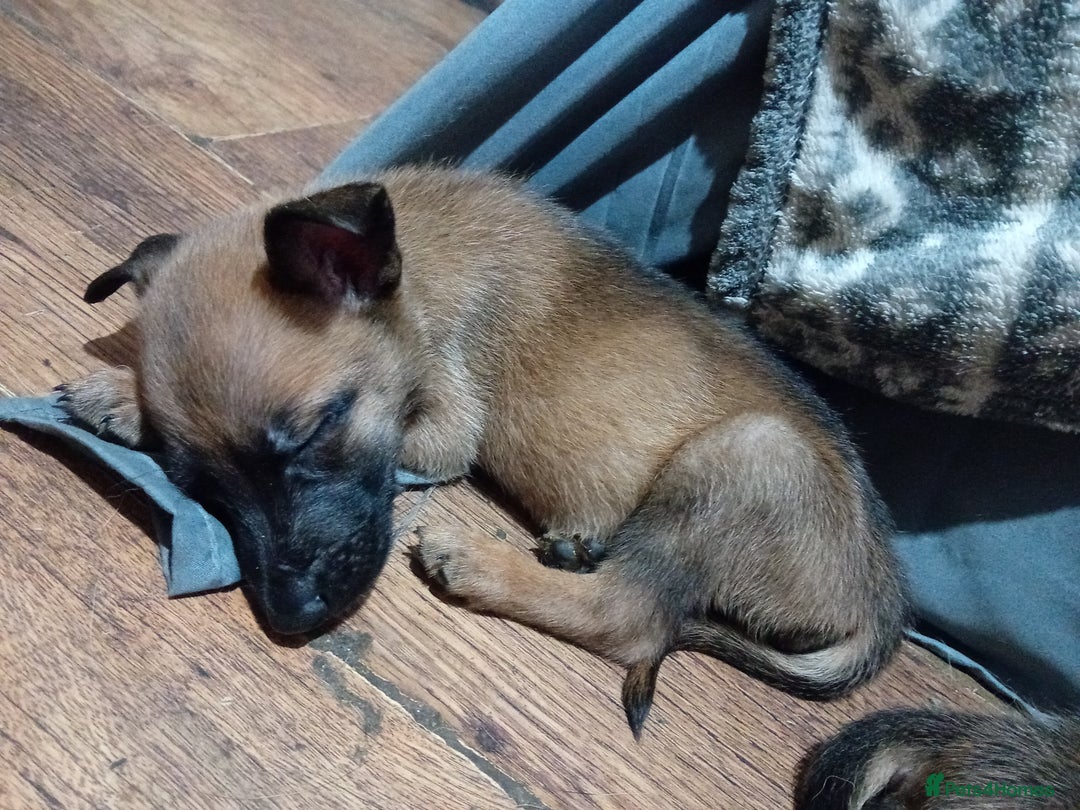 Belgian Shepherd Dog dogs for sale: Belgian malinois puppies for sale  - Image 2