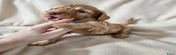 Cockapoo dogs for sale: Lovely chocolate Cockapoo puppies F2 - Advert 7