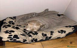 French Bulldog dogs for sale: Pablo - Advert 18