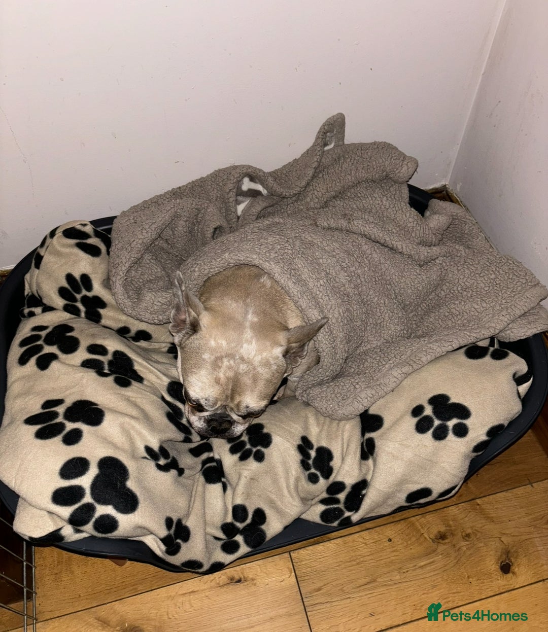 French Bulldog dogs for sale: Pablo - Advert 18