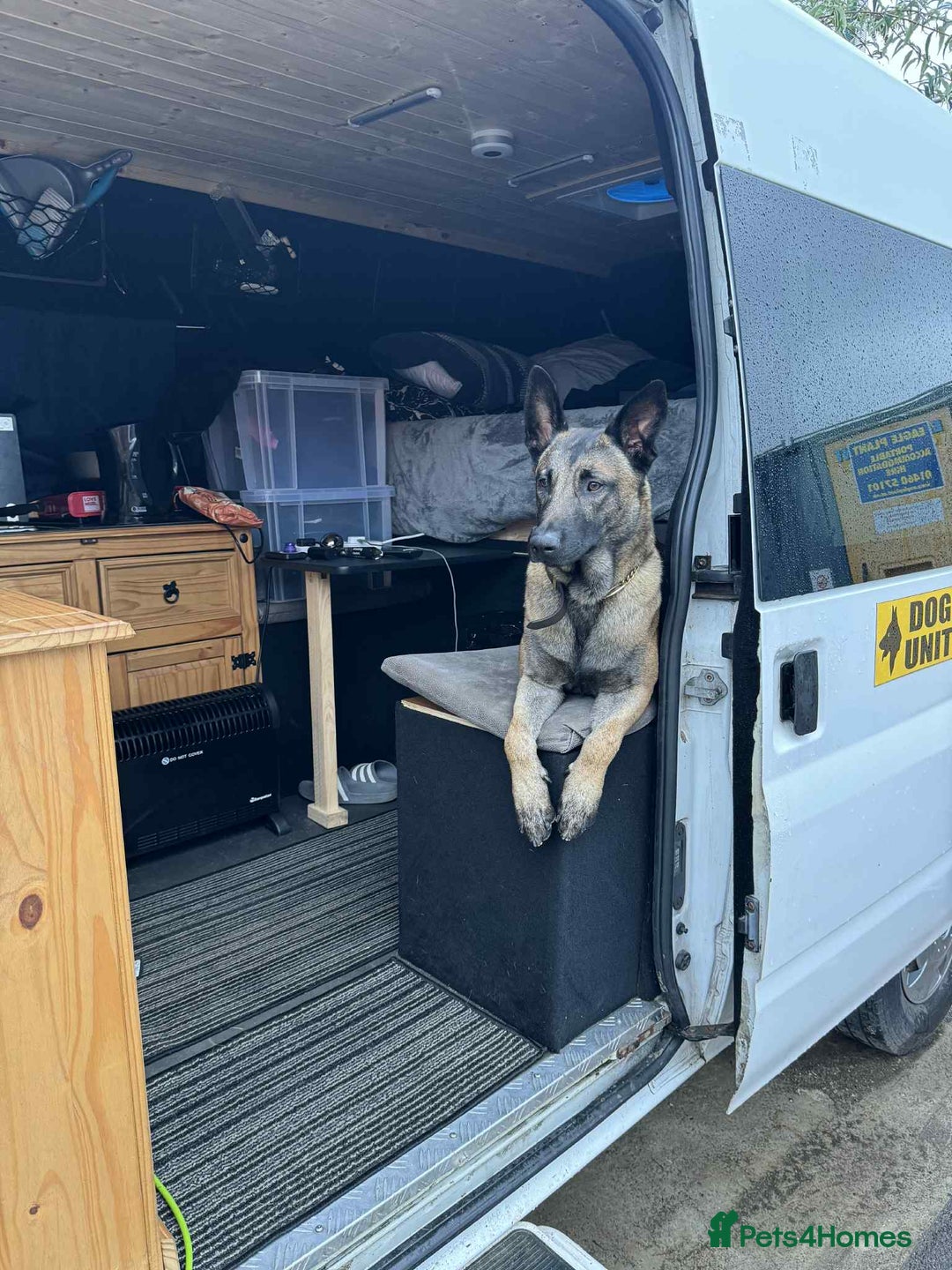 Belgian Shepherd Dog dogs for sale: Top working bloodline belgian malinois puppies - Advert 29