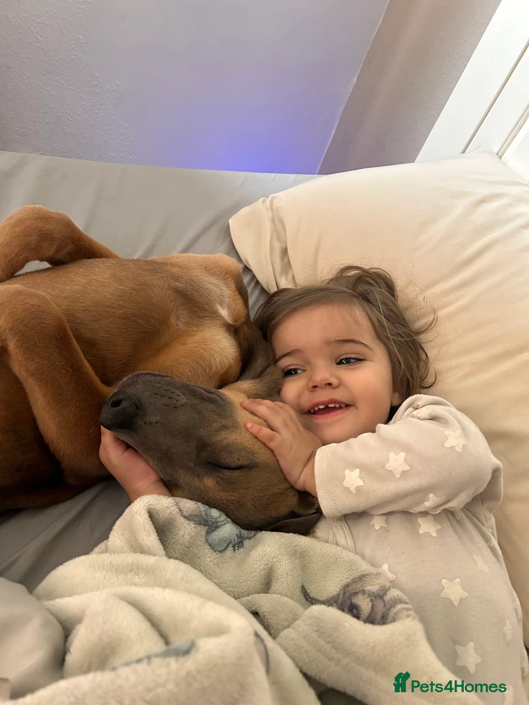 Mixed Breed dogs for sale:  Free ! 6 month puppy cane corso/ grey hound  in Chelmsford - Advert 4