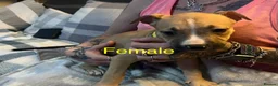 American Bulldog dogs for sale: American bulldog puppies  - Advert 12