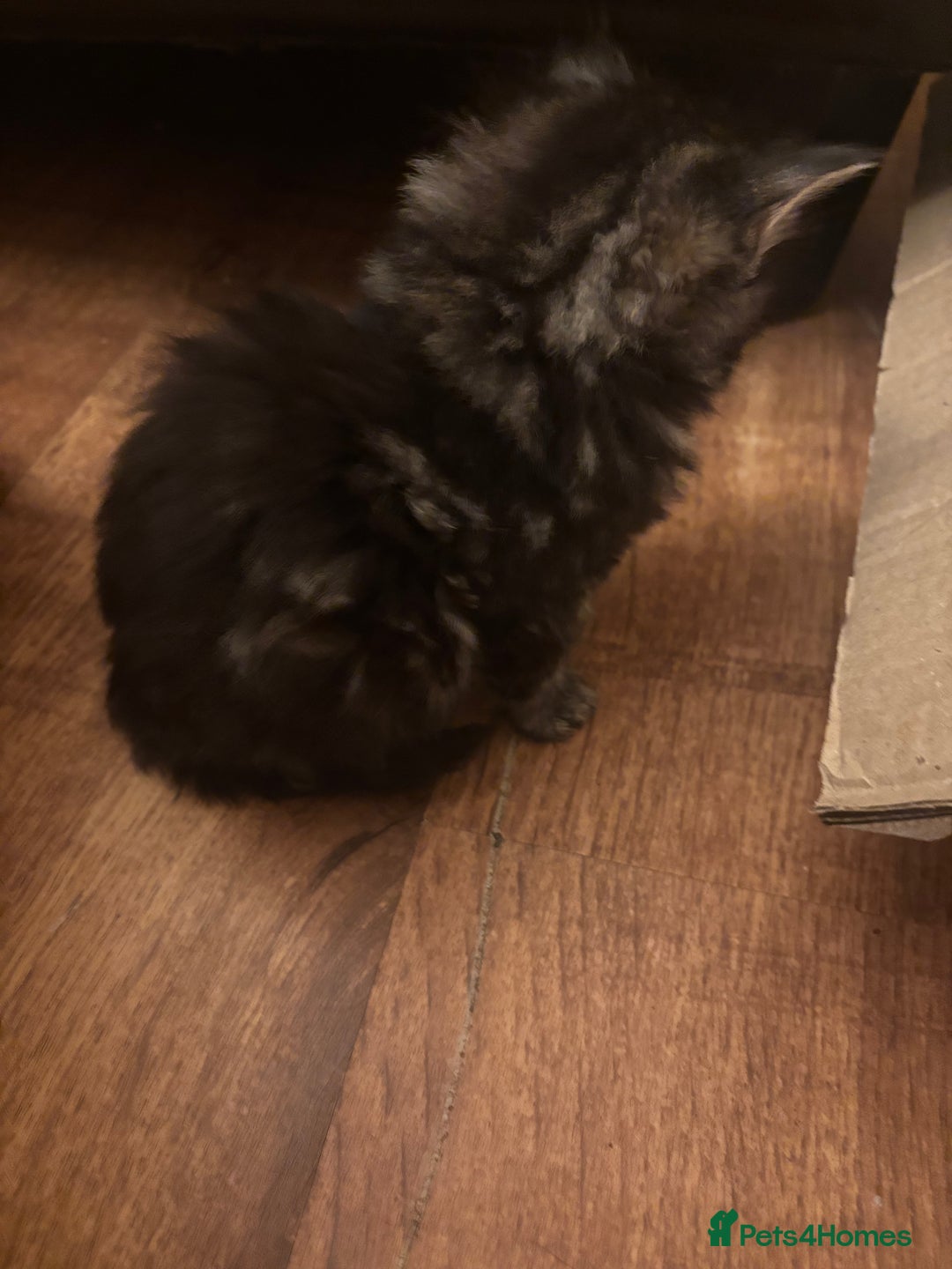 Norwegian Forest Cat cats for sale: Adorable Norwegian forest kittens for sale  - Advert 10