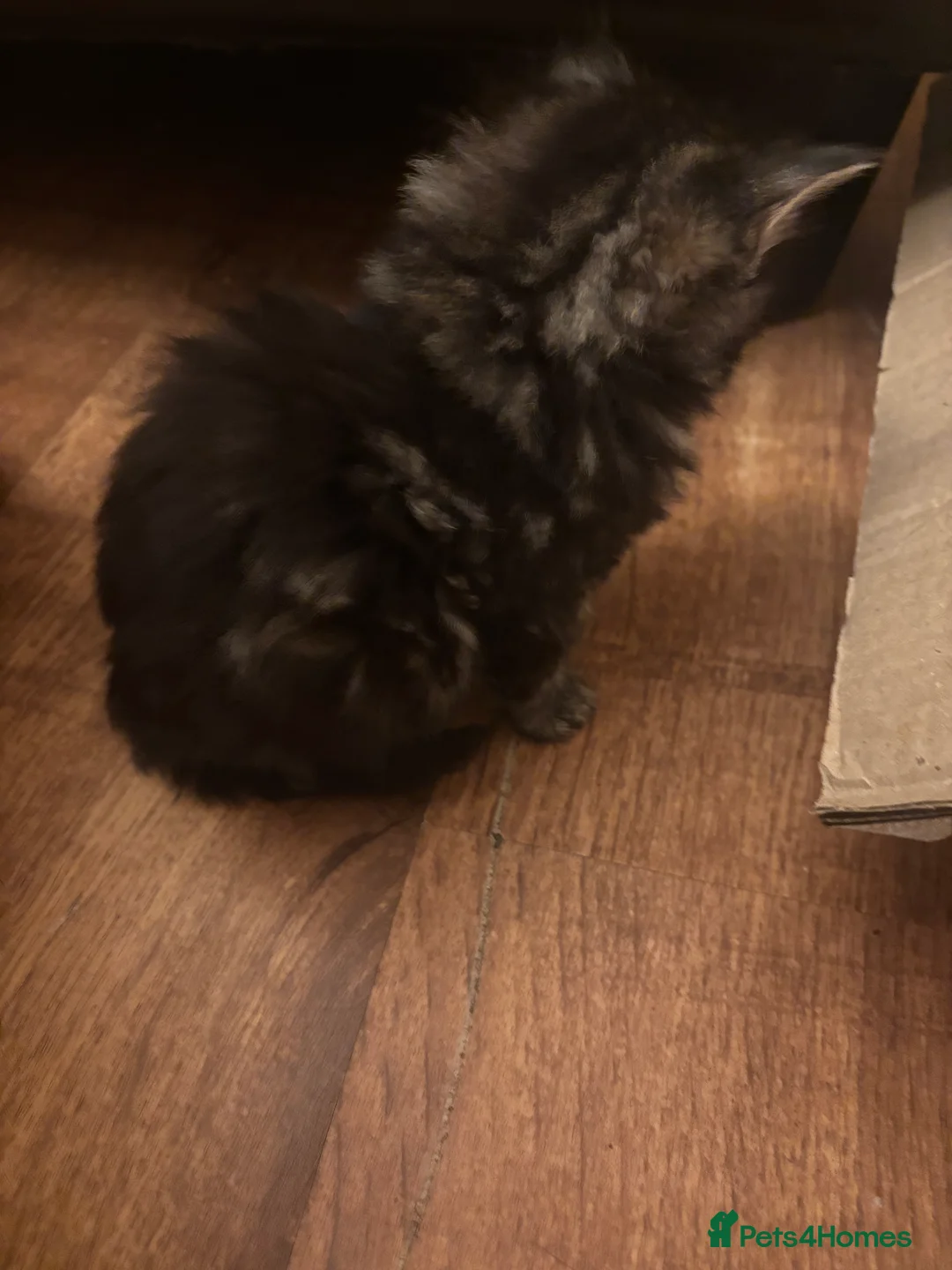 Norwegian Forest Cat cats for sale: Adorable Norwegian forest kittens for sale  - Advert 11