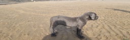 Cane Corso dogs for sale: Cane corso puppy - Advert 8