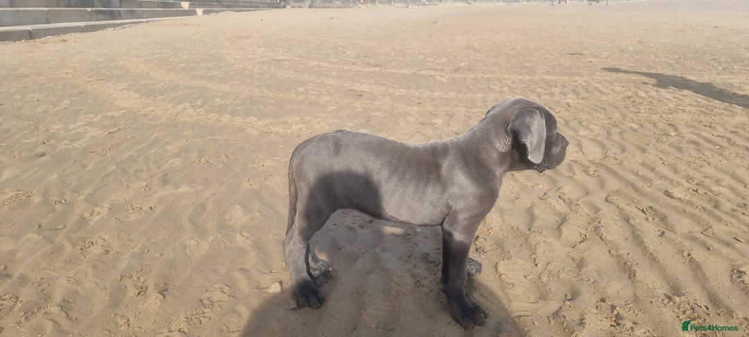 Cane Corso dogs for sale: Cane corso puppy - Advert 8