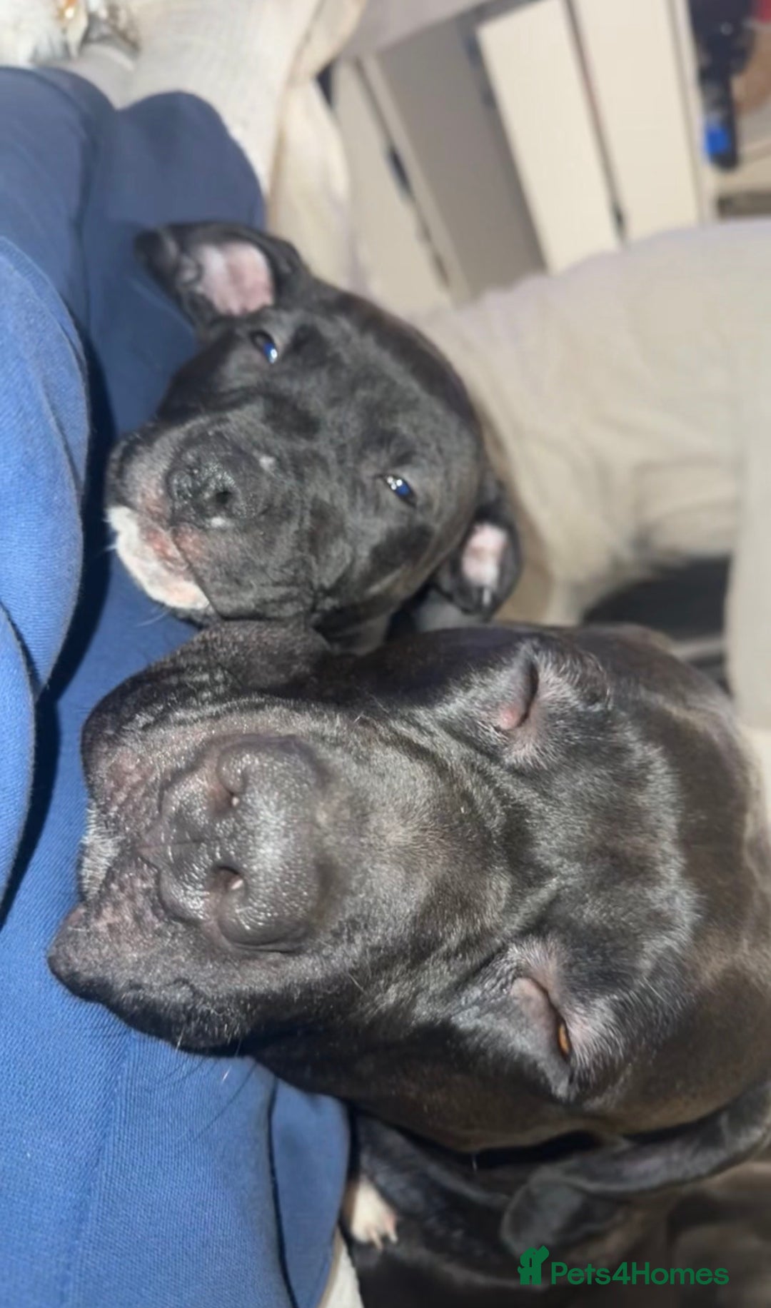 Mixed Breed dogs for sale: Beautiful cane corse/staff pup for sale  - Advert 3