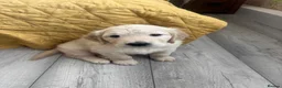Golden Retriever dogs for sale: KC registered golden retriever puppies - Advert 9