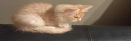 Maine Coon cats for sale: Pedigree Maine coon - Advert 6