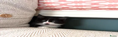 Kitten 5