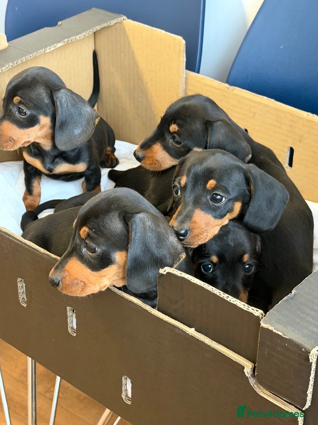 Dachshund dogs for sale: Miniature dachshund - Advert 6