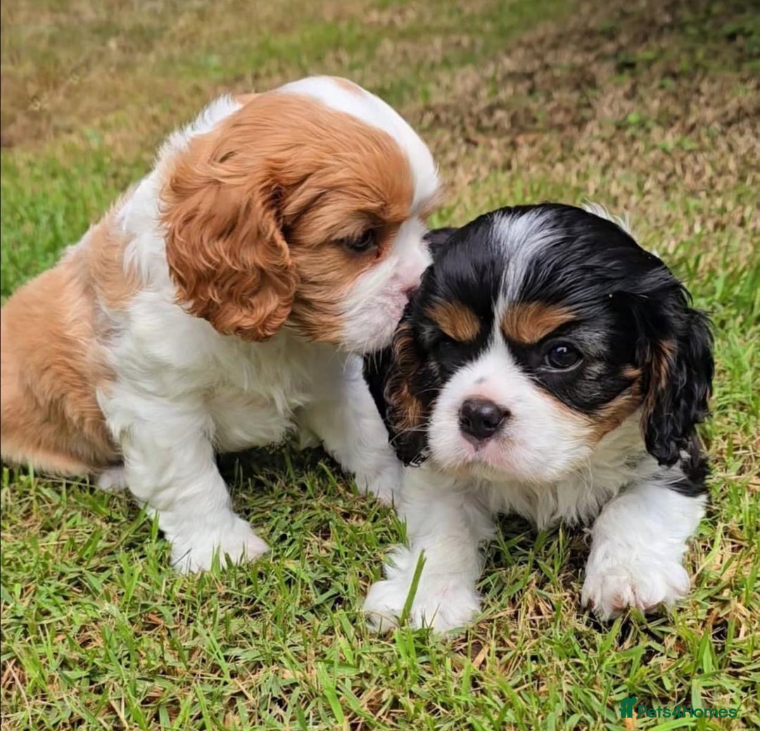 Cavalier King Charles Spaniel dogs for sale: Beautiful Cavalier King Charles Spaniel puppies! - Image 2