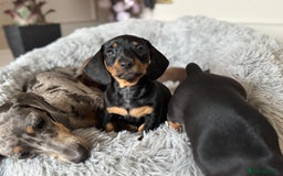 Miniature Dachshund dogs for sale: Mini miniature dachshund puppies  - Image 12