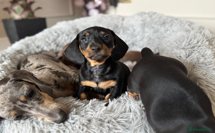 Miniature Dachshund dogs - Advert 1
