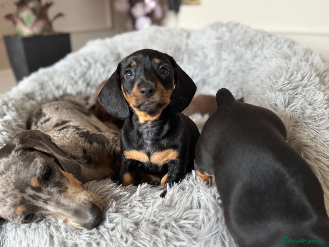 Miniature Dachshund dogs for sale: Mini miniature dachshund puppies  - Image 12