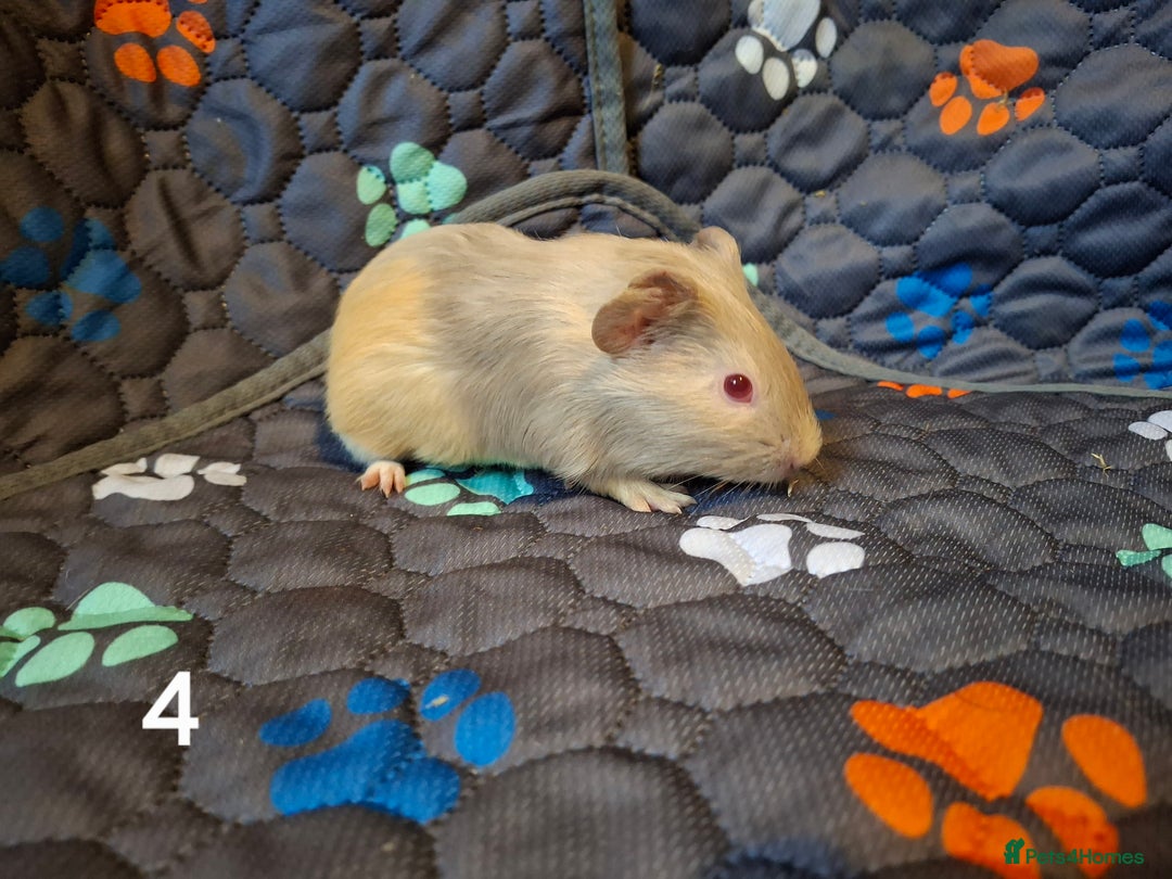 Guinea Pig rodents for sale: Beautiful Baby guinea pigs looking for new home - Advert 5