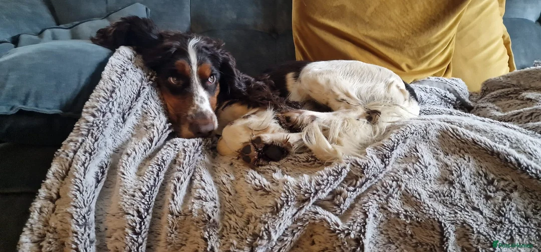 Cocker Spaniel dogs for sale: Cocker Spaniel Female  - Advert 8