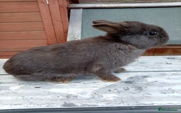 Netherland Dwarf rabbits for sale: Netherland dwarf females and males - Image 4