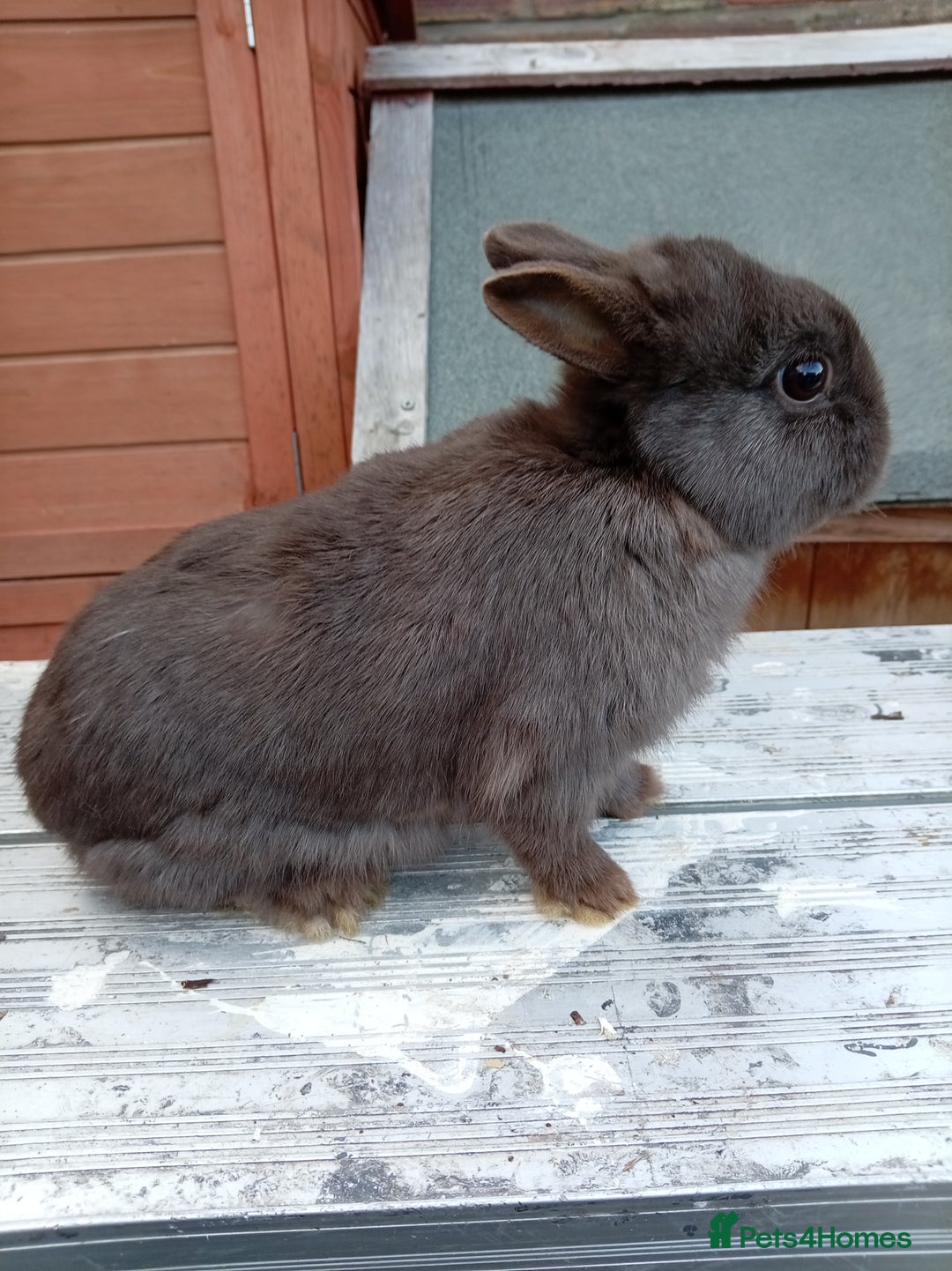 Netherland Dwarf rabbits for sale: Netherland dwarf females and males - Image 4