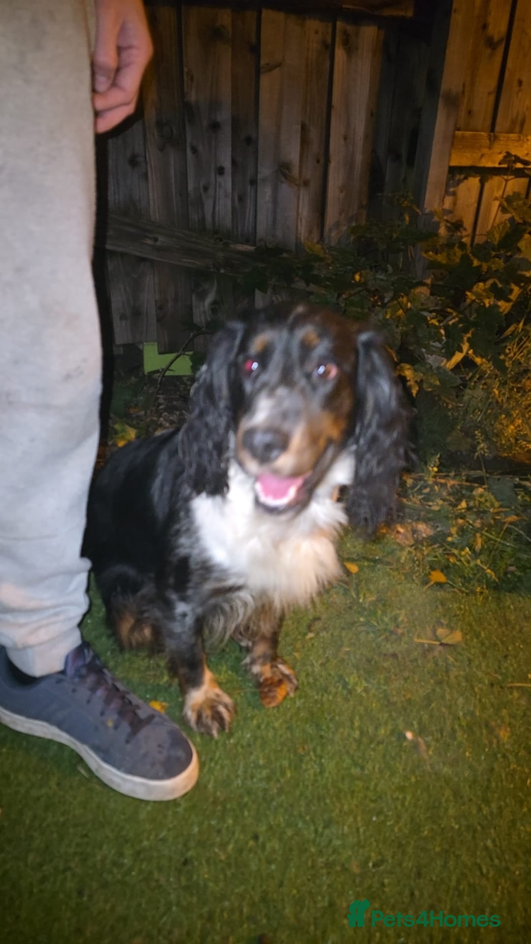 Cocker Spaniel dogs for stud: Blue merle spaniel stud - Advert 4