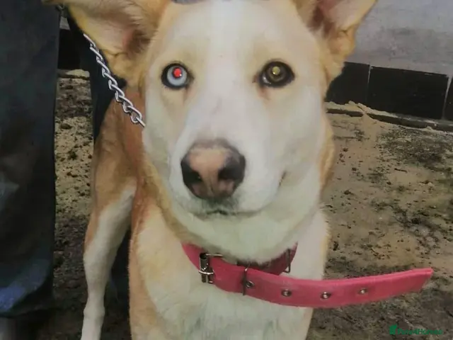 Mixed Breed dogs for adoption: ❤️🐶 GLORIA – A BEAUTIFUL, LOYAL GIRL - Advert 2