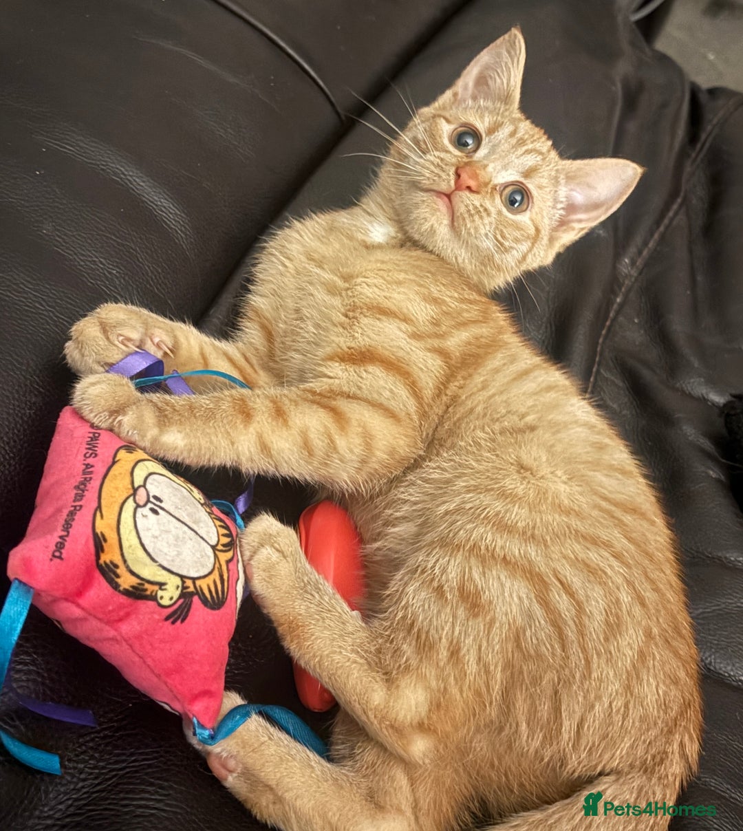 Mixed Breed cats for sale: Beautiful Ginger boy - Advert 2