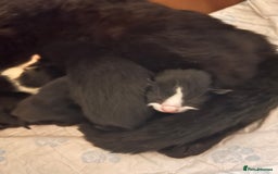 Mixed Breed cats for sale: 2 male kittens from a litter of 6  - Image 3