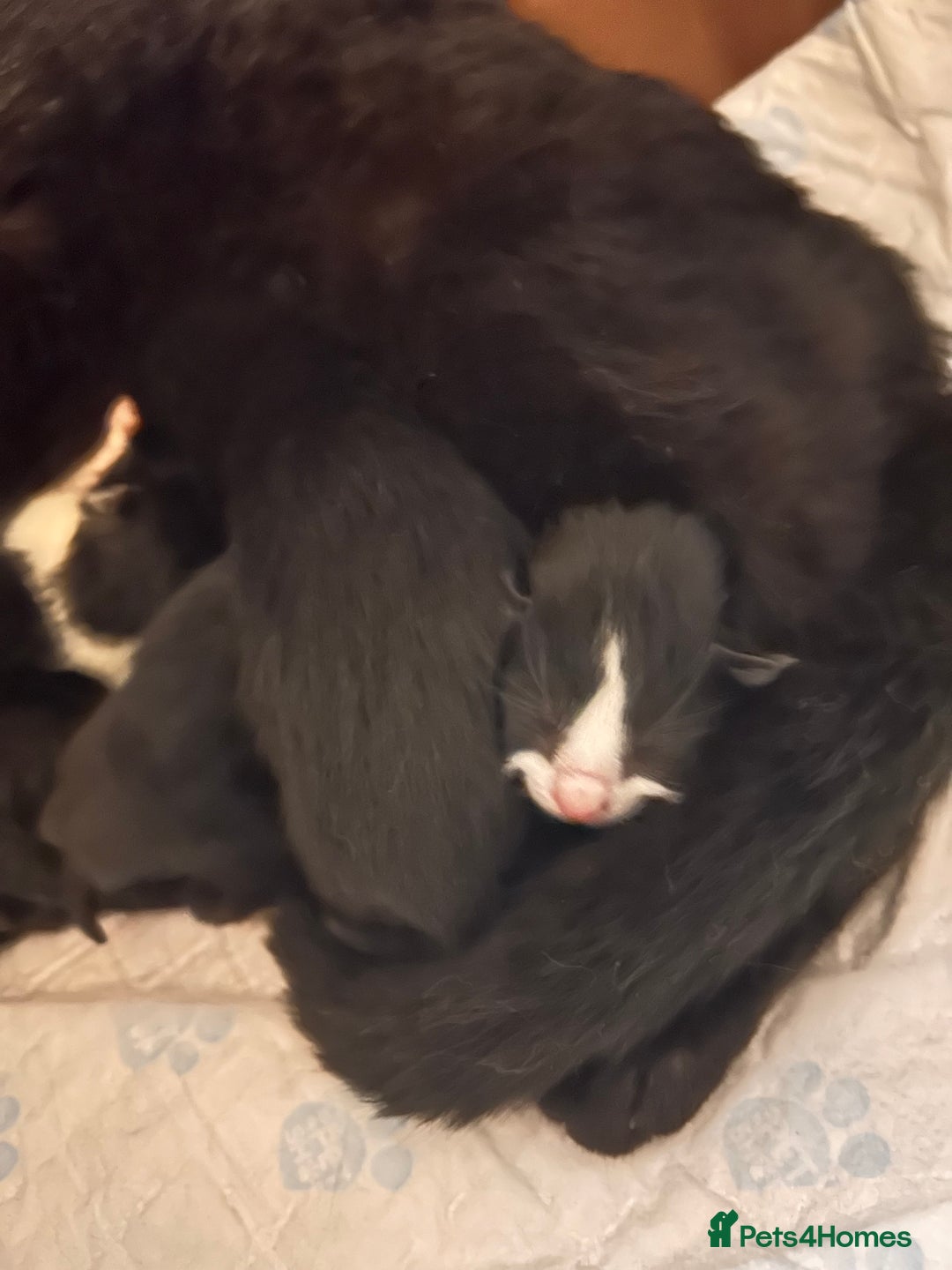 Mixed Breed cats for sale: 2 male kittens from a litter of 6  - Image 3