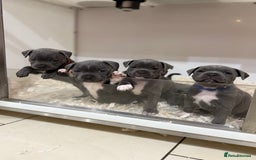 Staffordshire Bull Terrier dogs for sale: Pick of the litter pup available! Ch Bloodline - Image 1