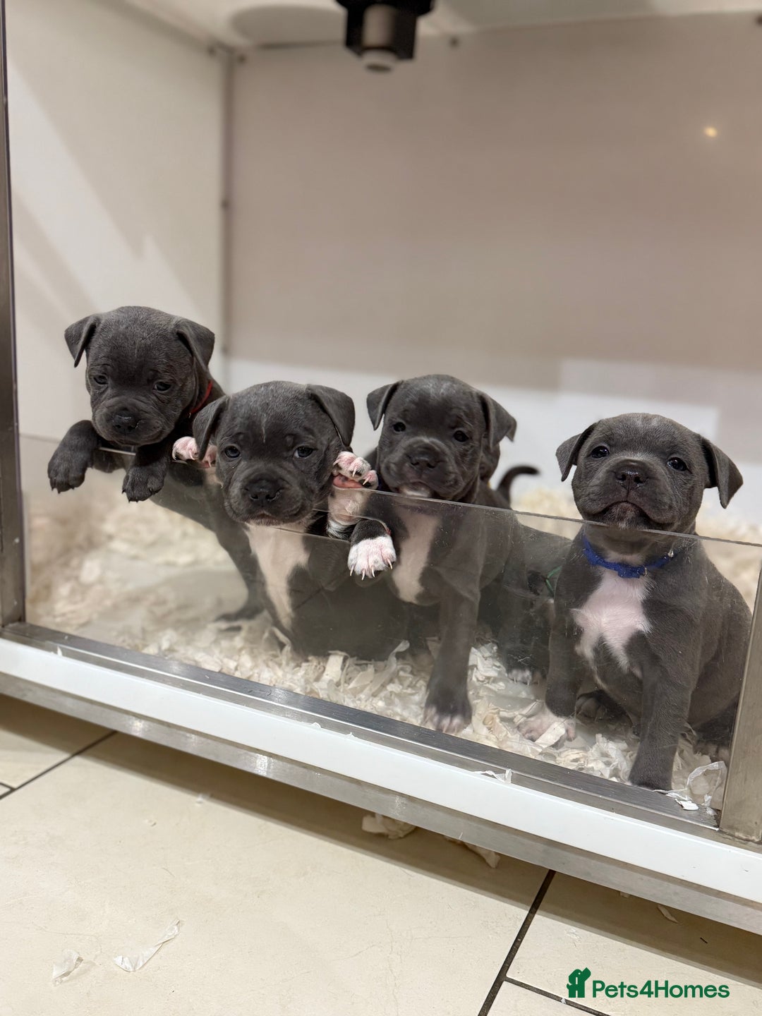 Staffordshire Bull Terrier dogs for sale: Pick of the litter pup available! Ch Bloodline - Image 1