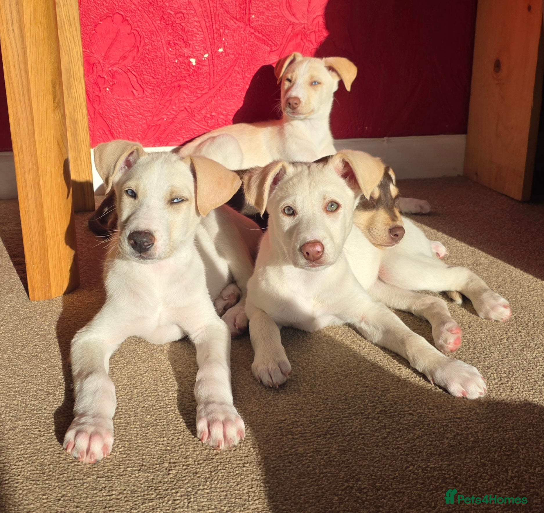 Mixed Breed dogs EUROHOUND / SIBERIAN HUSKY HYBRID PUPPIES  - Advert 2