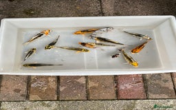 Koi Carp fish for sale: 💥QUALITY KOI CARP COLOURFUL NICE SELECTION💥 - Image 11