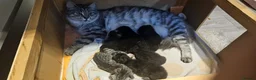 Maine Coon cats for sale: Maine coon cross kittens  - Advert 13
