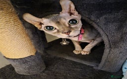 Sphynx cats for sale: 4 Female Sphynx Kittens - Advert 13