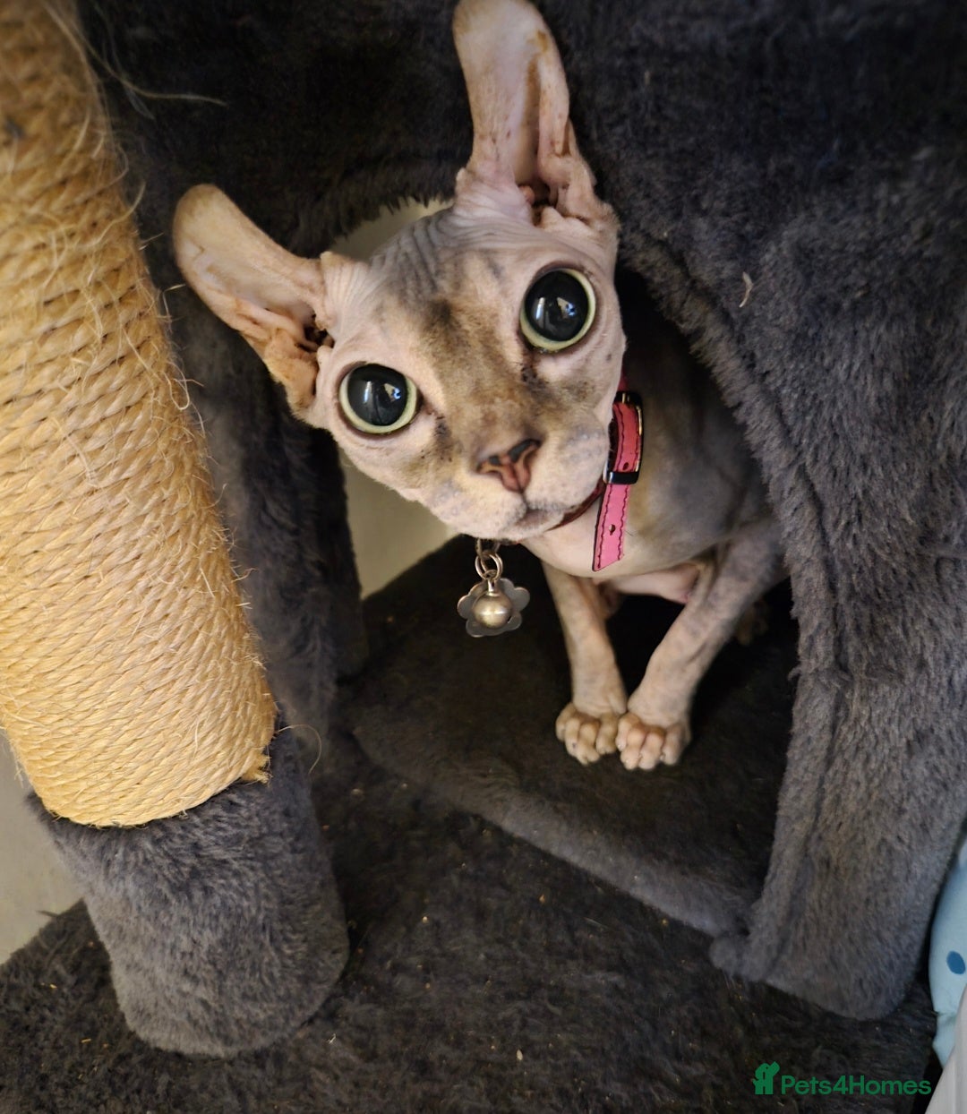 Sphynx cats for sale: 4 Female Sphynx Kittens - Advert 13