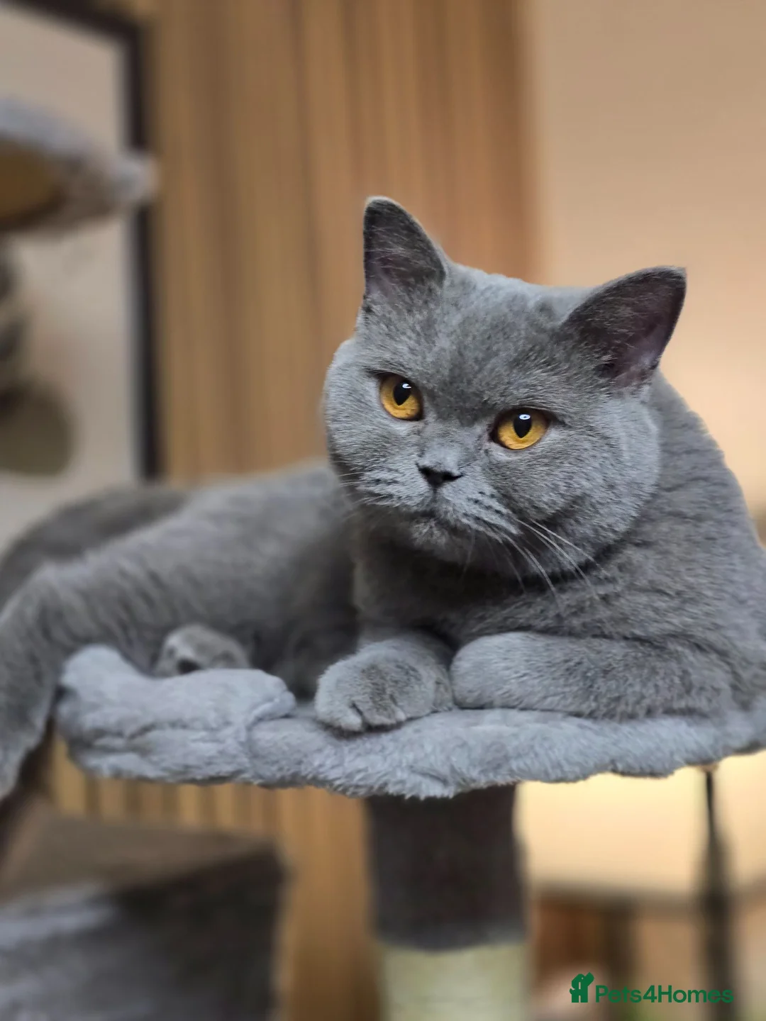 British Shorthair cats for sale: Beautiful Blue Active Queen – GCCF Registered - Advert 2