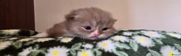 British Shorthair cats for sale: Beautiful British short and longhair kittens 🤎🧸  - Advert 12