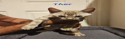 Bengal cats for sale: TICA registered bengal kittens - Advert 32